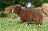 BORDER COLLIE 1265